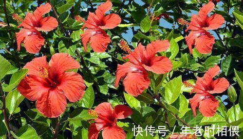 花卉|5种漂亮花,阳台养一盆,四季有花赏,新手也会养!