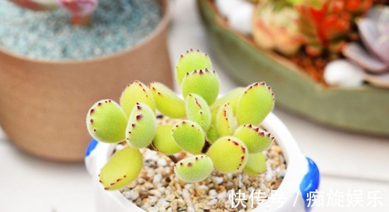 静夜|养什么多肉好6种好看好养又不贵的多肉,美成一道风景线!