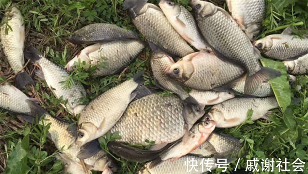 钓鱼技巧:蚯蚓饵料的非常规用法,不直接做饵料,钓鱼老手才懂得