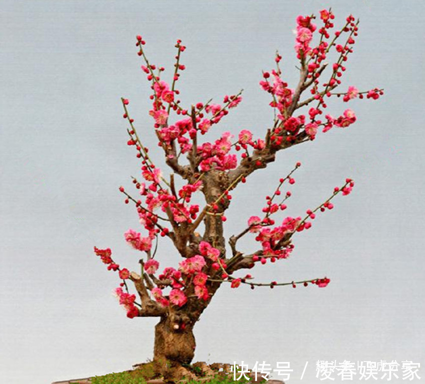 花中三绝和花草四雅,每一盆都飘逸俊秀、亭亭玉立,你家有吗