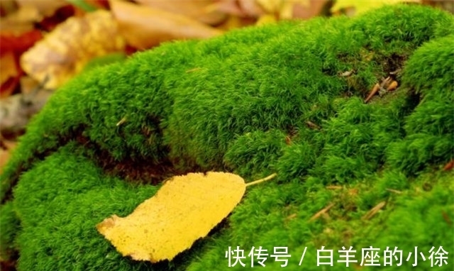 黄叶|15首古诗词,写尽秋叶的静美,让人大开眼界