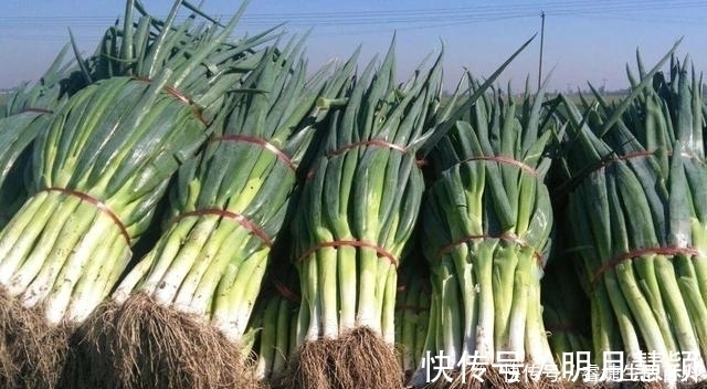 冬季大葱保存,做到这四点,大葱能从年前吃到年后,还一直新鲜!