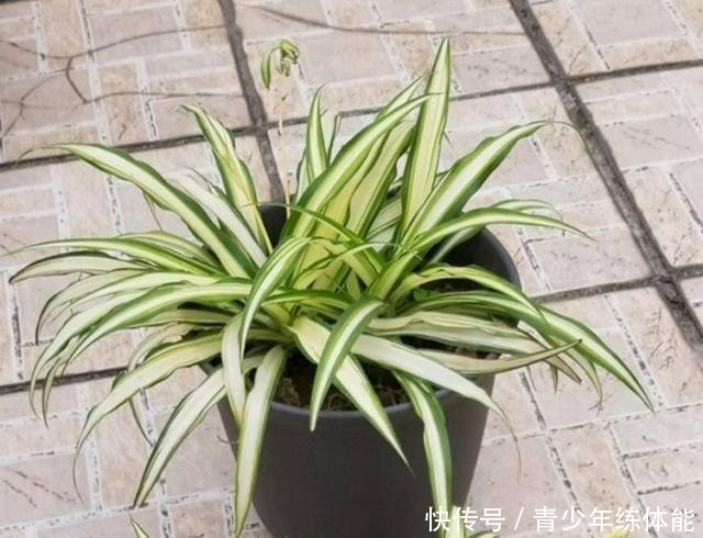 养吊兰，有3个“误区”别触碰，否则根系不保、黄叶来袭，莫忽视！