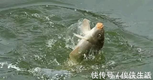 钓鱼|鲤鱼太狡猾不咬钩下次记得用上这招,它再狡猾也会忍不住咬钩