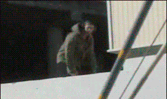 |搞笑GIF:太高兴了 据说新娘当时都开心的哭了