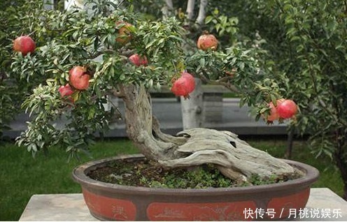 龙眼核|这几种常见水果吃完后核不要扔,不然亏大了,7天长成美丽盆栽