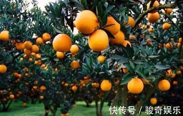 维生素c|女人过了45岁,常吃以下3种水果,能养肝明目,淡斑防皱纹