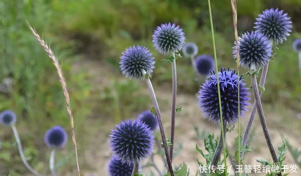 此花花形奇特,艳丽的花色极其耀眼夺目,具有极高的观赏价值