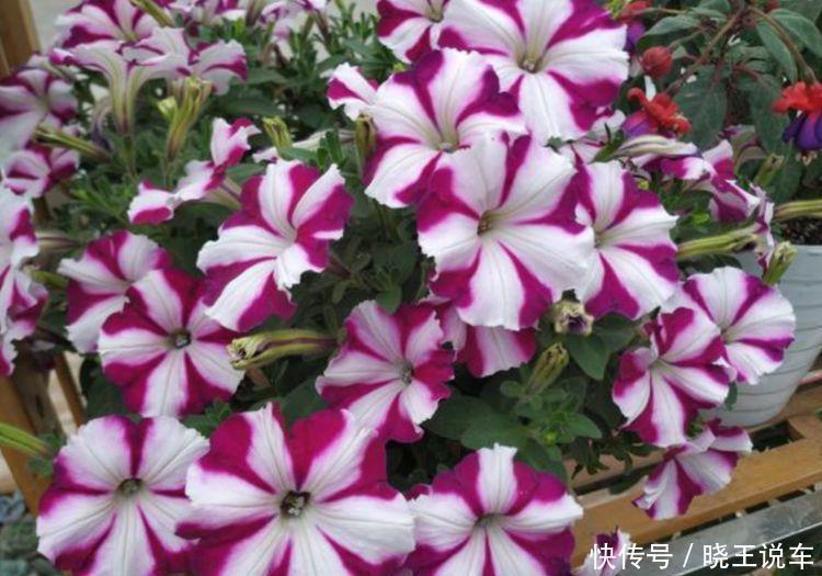 夏天家里养此款花,花期长花量大,惊艳如花球,美翻了