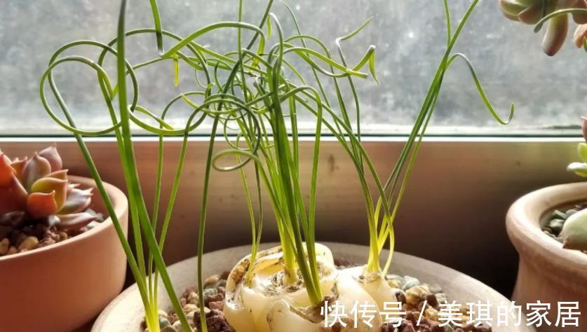 养分|这款草正常叶子如弹簧,变直了反而是一种“病”,该趁早治