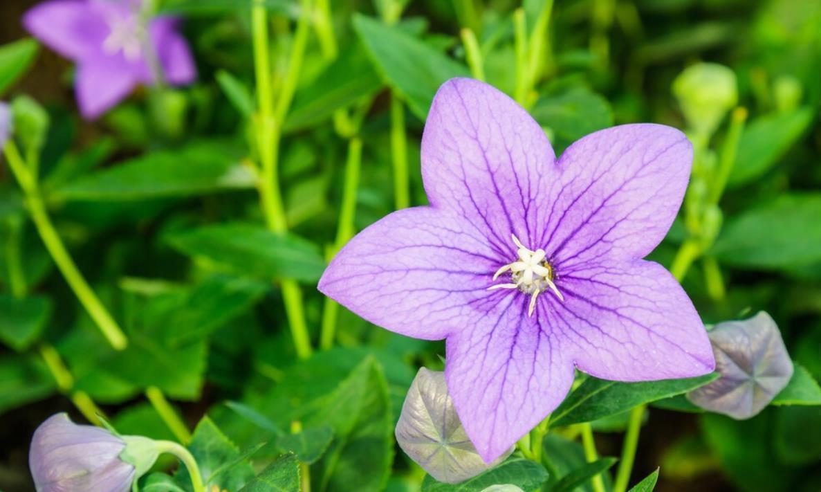 桂花|懂花的人，都爱养这5种花，漂亮好养易爆盆，寓意好还养人