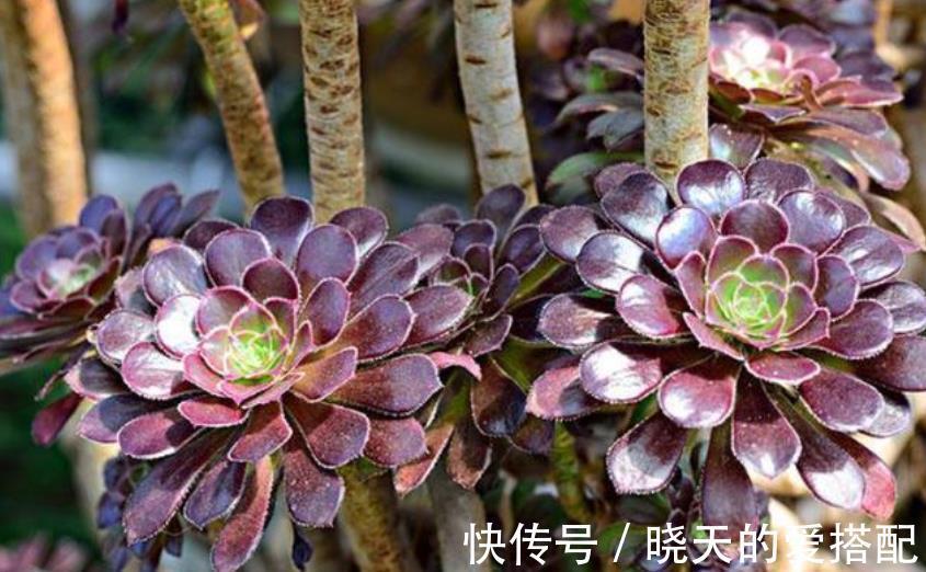 植株|8月养黑法师，了解掌握4个要点，养成霸气手捧花，谁见了都夸美
