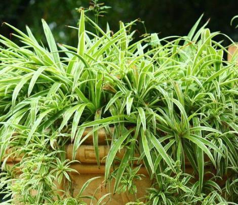 氮肥|养花“磷钾肥”不用再买了,轻松自制效果强,养啥都能轻松爆满盆