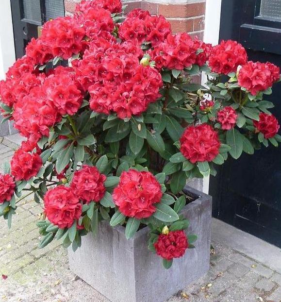 盆栽养殖云锦杜鹃，多注意4个要点，开花量大、色艳、香味浓郁