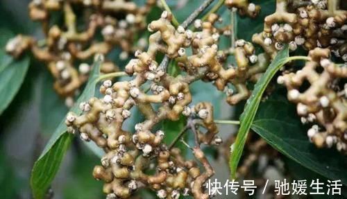 黄瓜|想长寿要会吃,3种食物不可少,养胃健脾,增强身体免疫力