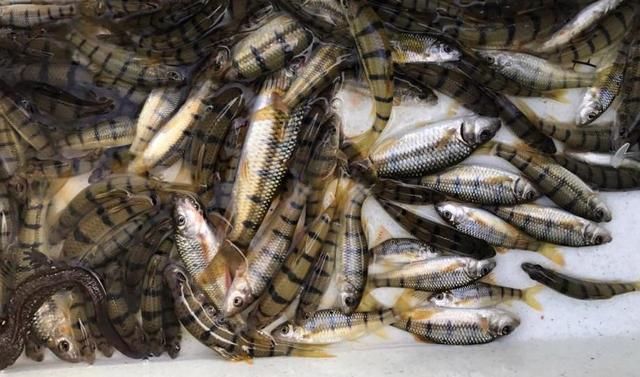 这种鱼体型娇小，藏于深山老林急流中，仍躲不过60元1斤端上餐桌