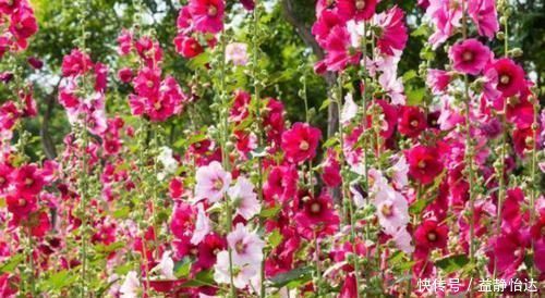 养花就养这几款,全年开花不停,颜值高,随便一养成花海!