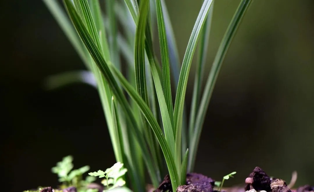 兰花海底芽|兰花海底芽,不是非剪不可的,两个技巧养成壮苗