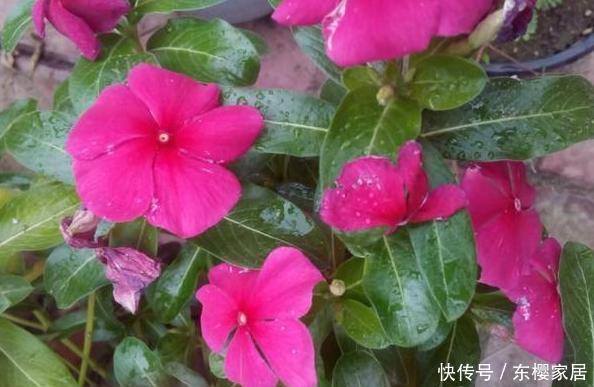 浇水不宜过|阳台养花草盆栽,秋冬该如何浇水?学会2招干湿判断技巧就够了