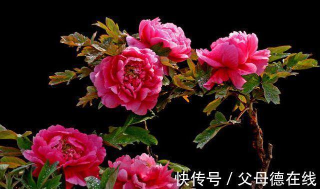 农历9月28日霜降后，养什么花？以下3种花，金玉满堂喜气盈盈