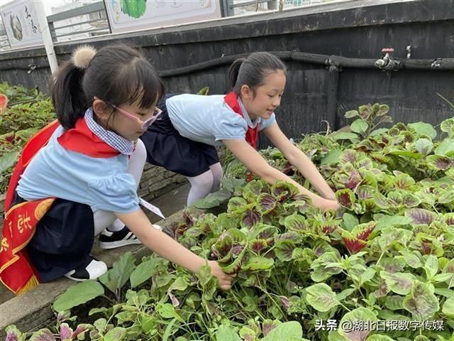 儿童节|知农事 体农情 惜农食“行知小农夫”喜迎丰收的儿童节