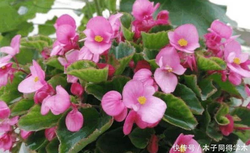 四季海棠|4种花被称为“开花王”，一开就是300天，特适合养家里
