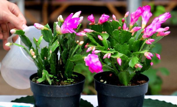 花草|养蟹爪兰,掌握4个小技巧,过年时绿叶间挂满“红花”