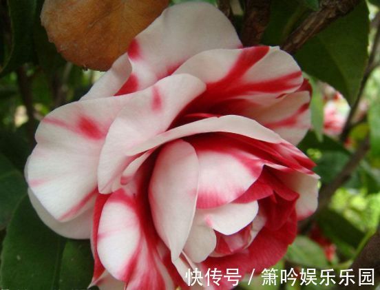 从7月6号开始,家养这些植物,花朵一串串,花苞蹿全枝