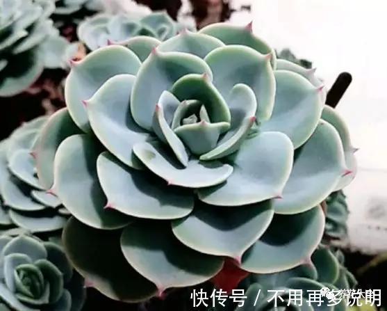 多肉就养这7种,散养不用管也能呼呼长,想养死都难!