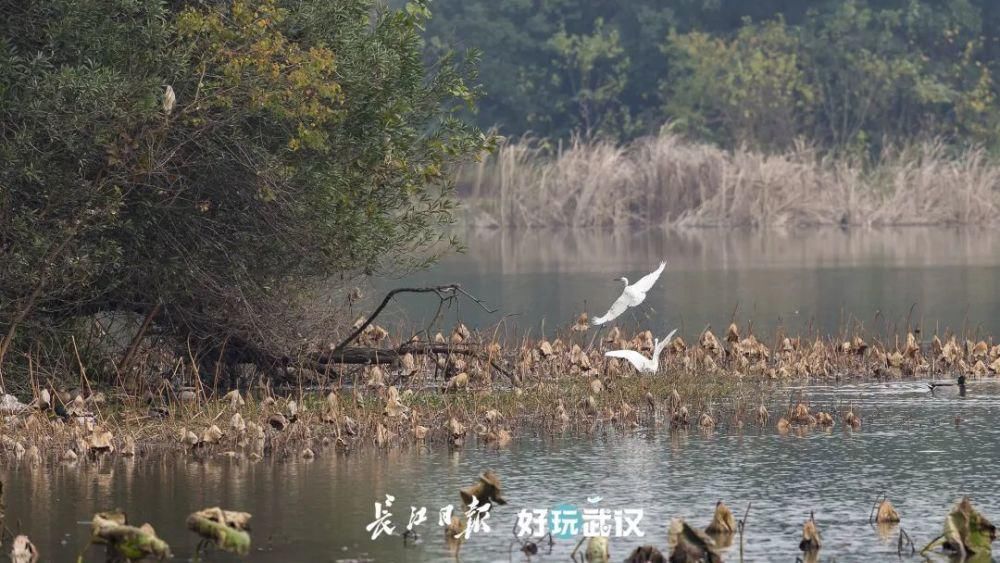 观鸟|在他们的镜头里，我才知道东湖的鸟都是“白富美”