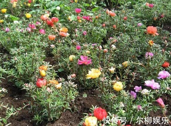 室内盆栽植物别随意，居家首选此3款，颜值高、于健康无害