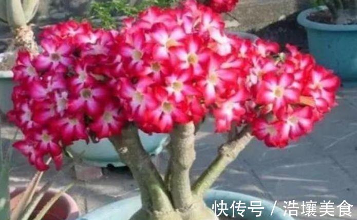 根部|好养易活的几款花，沾点水就疯长，开花勤还爱爆盆，全年开花不停