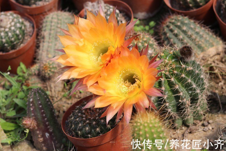 仙人球|什么样的花最好养？选择这4种，新手也能养好，很容易泛滥