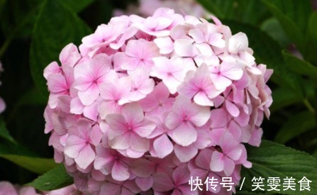 养花就养“清新”的,花团锦簇像极了绣球,花开缤纷多彩,美娇娘