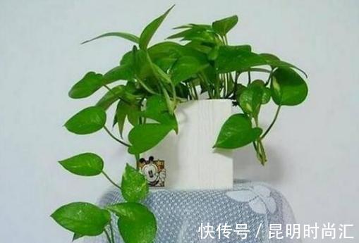 夏季养花,烦恼该给盆栽施啥肥好?学会处理废水,它们全能用