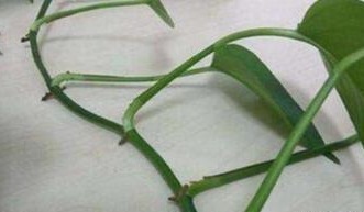 3种花不用买，花店门口“捡个枝”，一插就能活，简单还省钱！