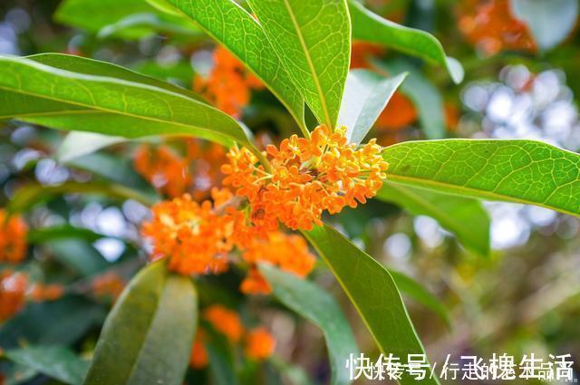 现在开始,2种花不能修剪,否则秋天见叶不见花!