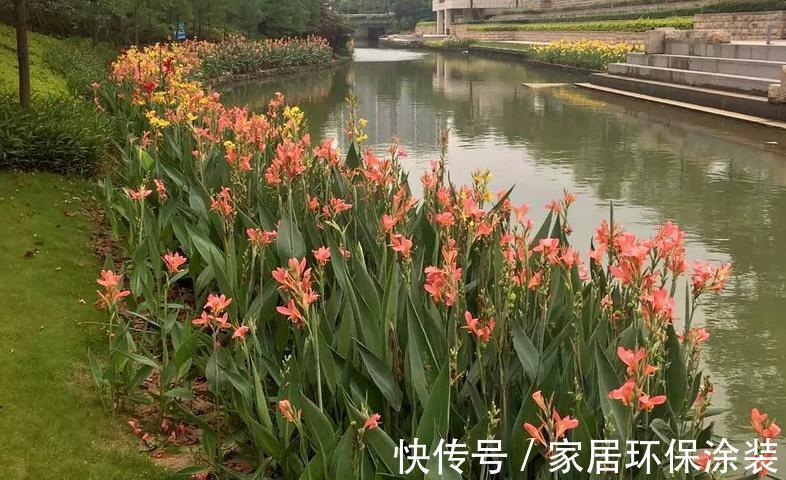 这4种植物真喜水,居家盆栽不用“特意”控水