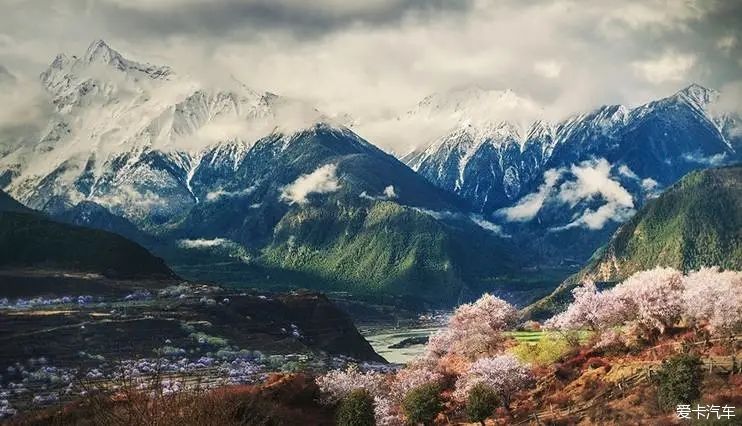 林芝桃花约么？