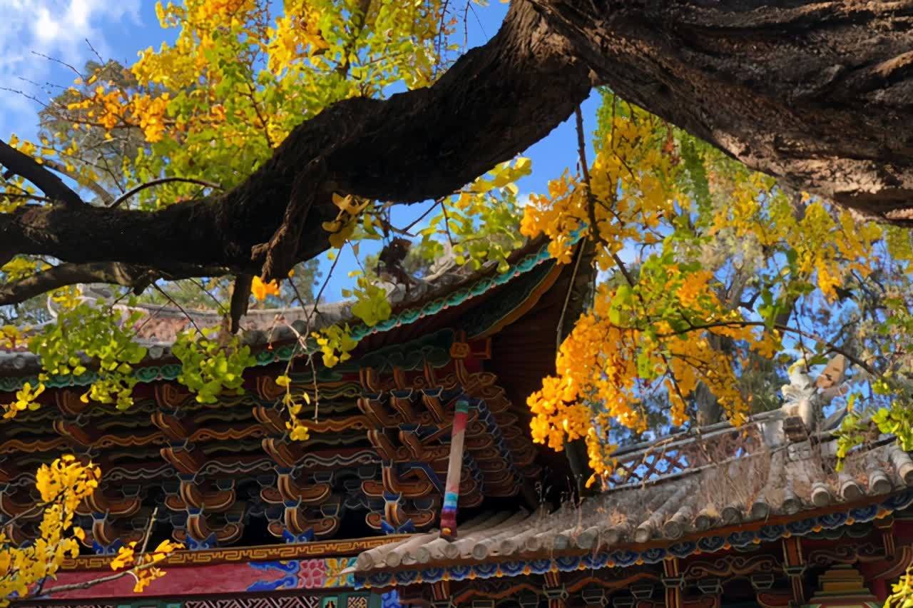 进入3月植树忙,有空地就种“4种树”,能看能吃,越大价值越高