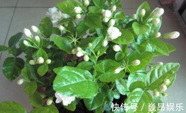 畸形|茉莉花叶片“畸形”不能忽视！消除3个“隐患”，花苞长满枝