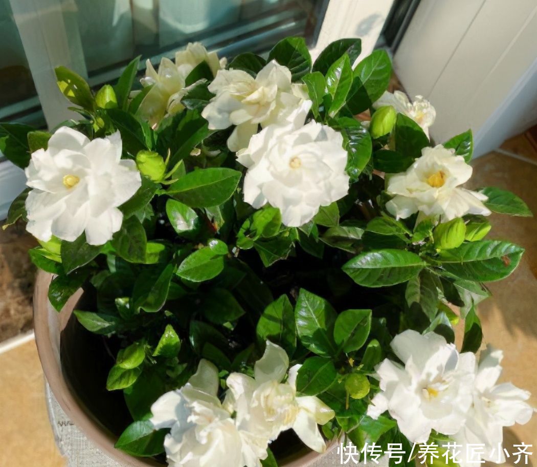 别人的栀子花叶绿新芽多，自己总是养不好，原来是这些事情没做好