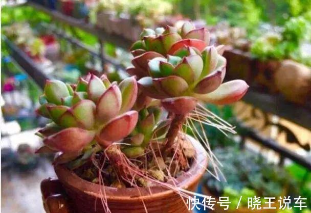 多肉长了这么多胡须,可能这是多肉在求救