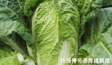 黄瓜|大白菜是癌症预防之王，但是记住不要和下面的食物一起吃