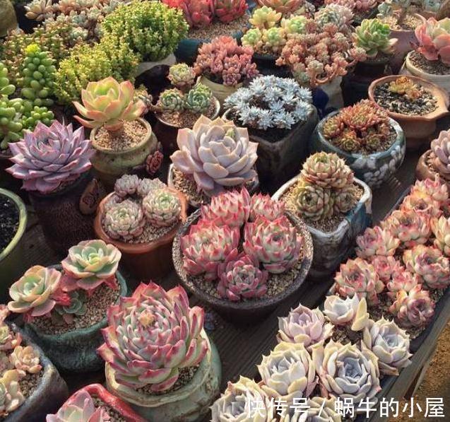 砍完头的多肉不生根咋办，你用1个菜篮子，10天就能猛长根