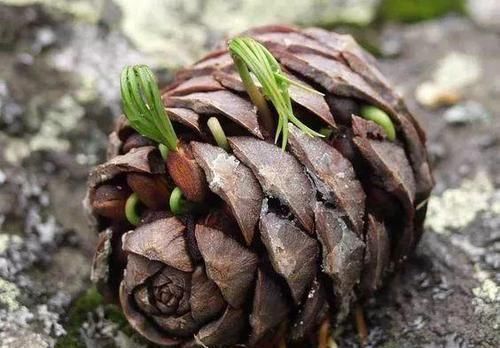 松树|老王捡了几个松果,回家种花盆里,隔两天浇次水,一个月长成盆景