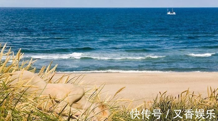 照片&德艺术家把不着片缕的美女隐藏在照片中,人体彩绘伪装下佳人何在