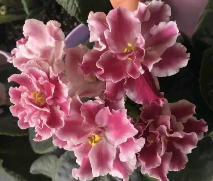 很耐阴的小花,四季开不断,花开很灿烂,适合新手养