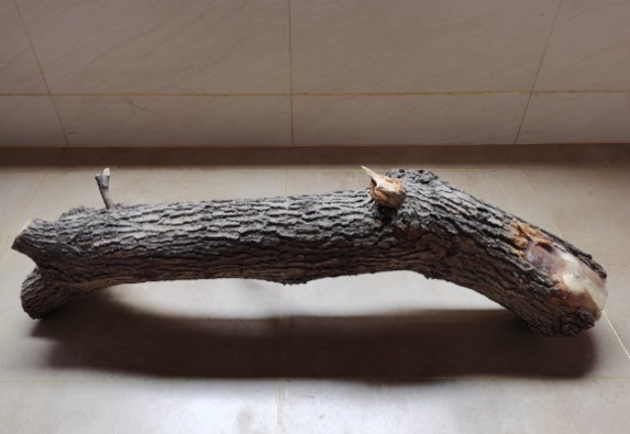 diy|别人不要的烂木桩,我捡回家种多肉,价值翻了20倍!