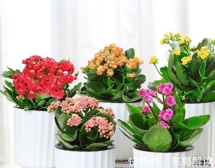 快扔掉家中发财树,真正好看还能净化空气的是这几种,高级又漂亮